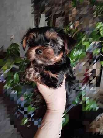 Щенки йоркширский терьер Донецк