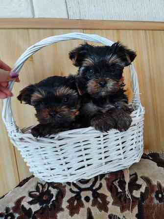 Щенки йоркширский терьер Донецк