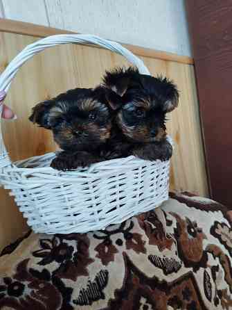 Щенки йоркширский терьер Донецк