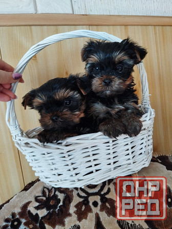 Щенки йоркширский терьер Донецк - изображение 2
