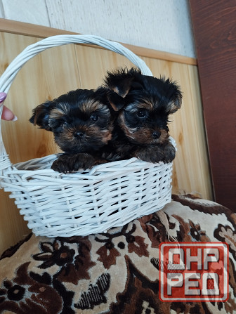 Щенки йоркширский терьер Донецк - изображение 5