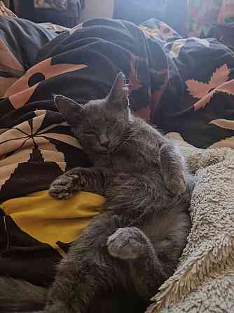 Отдам серую кошечку в добрые руки Макеевка