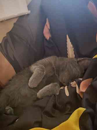 Отдам серую кошечку в добрые руки Макеевка