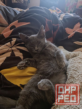 Отдам серую кошечку в добрые руки Макеевка - изображение 2