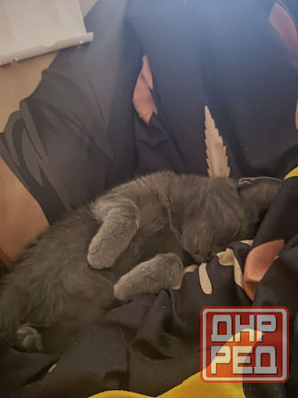 Отдам серую кошечку в добрые руки Макеевка - изображение 1