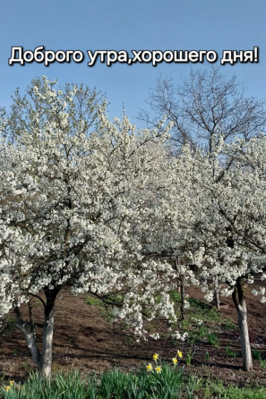 2х комн. Квартира на Земле, 10 соток Приватизированной Земли, Галактика, Макеевка Макеевка
