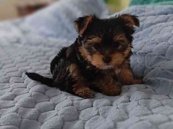 Щенок йорка Донецк