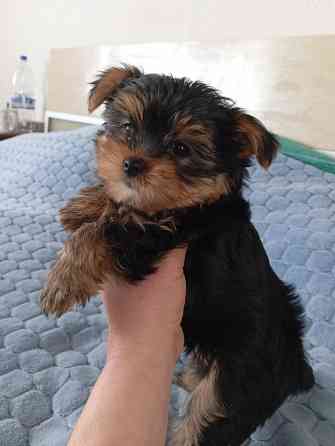 Щенок йорка Донецк