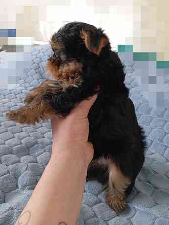 Щенок йорка Донецк