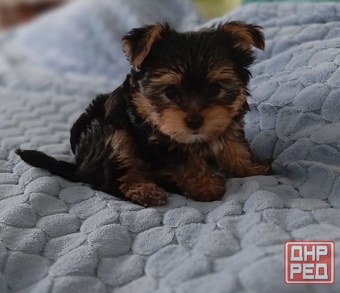 Щенок йорка Донецк - изображение 1