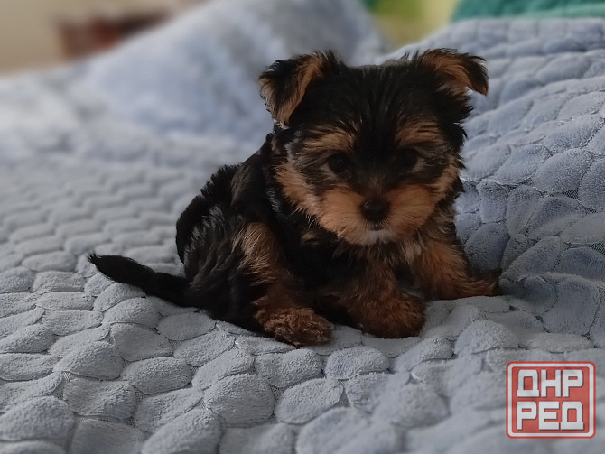 Щенок йорка Донецк - изображение 4
