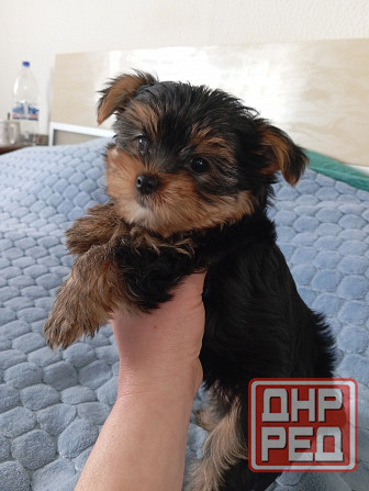 Щенок йорка Донецк - изображение 2