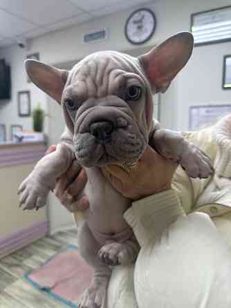 Французский бульдог бигроп Зугрэс