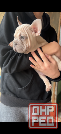 Французский бульдог бигроп Зугрэс - изображение 2