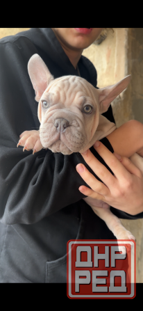 Французский бульдог бигроп Зугрэс - изображение 1