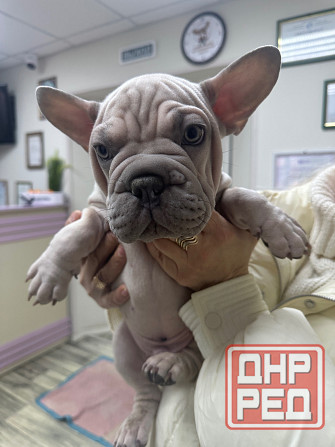 Французский бульдог бигроп Зугрэс - изображение 3