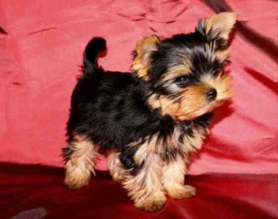 Продаются щенки йоркширского терьера(девочки) Донецк