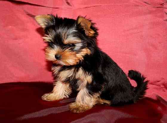 Продаются щенки йоркширского терьера(девочки) Донецк