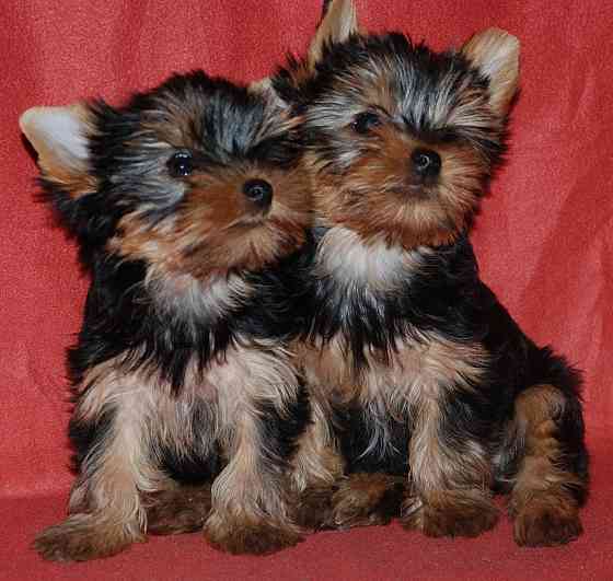 Продаются щенки йоркширского терьера(девочки) Донецк