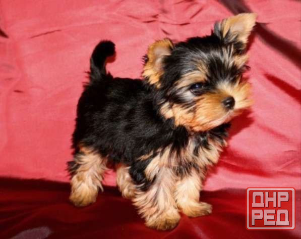 Продаются щенки йоркширского терьера(девочки) Донецк - изображение 1