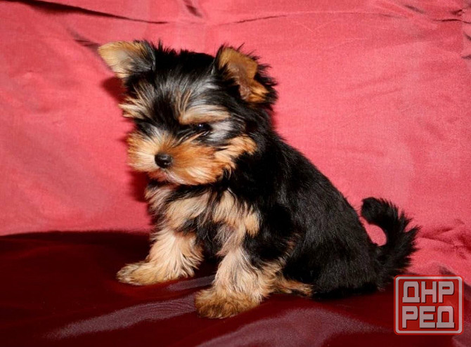 Продаются щенки йоркширского терьера(девочки) Донецк - изображение 3