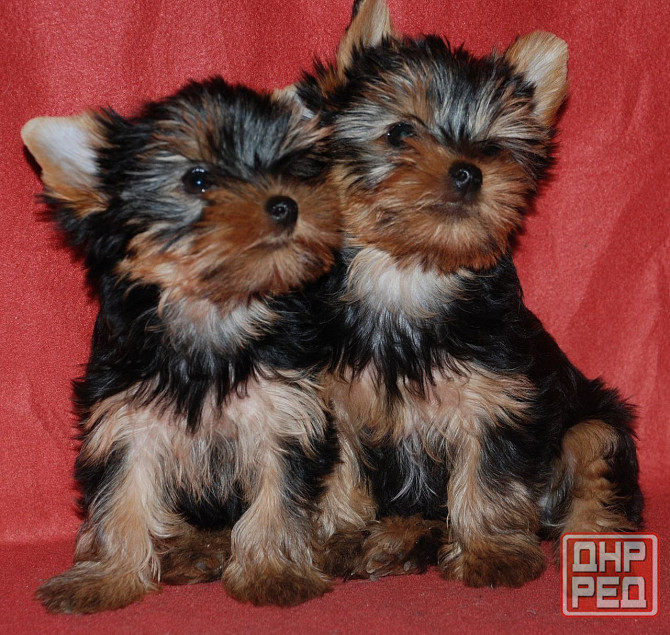 Продаются щенки йоркширского терьера(девочки) Донецк - изображение 2