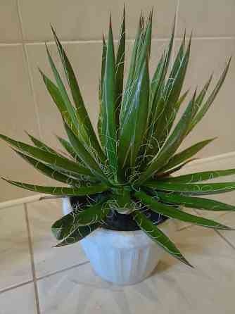 комнатные растения Макеевка