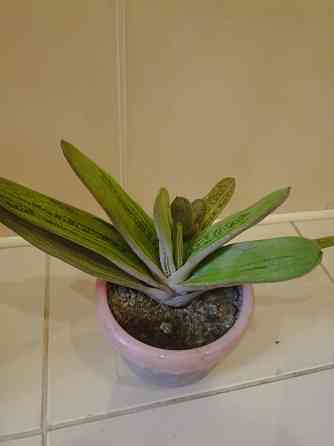 комнатные растения Макеевка