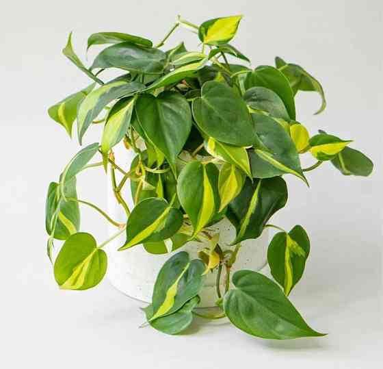 комнатные растения Макеевка