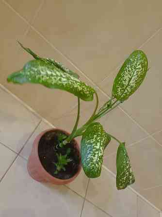 комнатные растения Макеевка