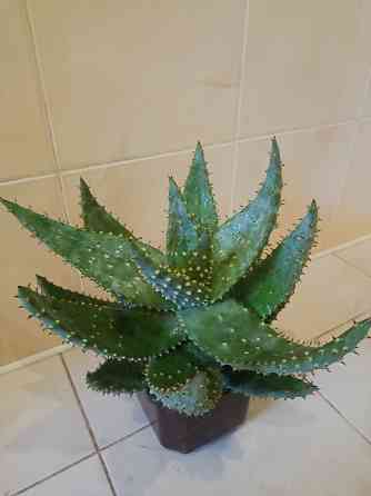 комнатные растения Макеевка