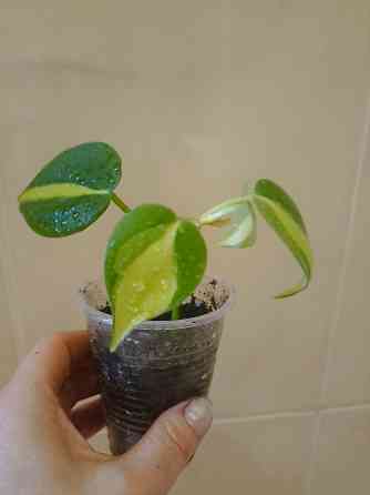 комнатные растения Макеевка