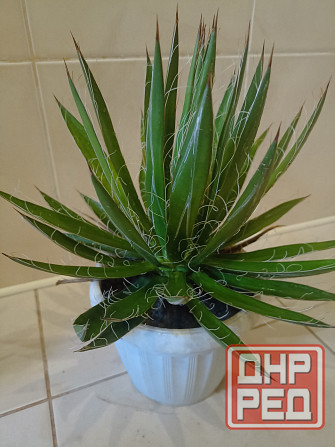 комнатные растения Макеевка - изображение 4