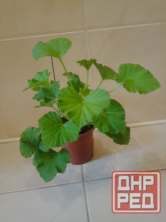 комнатные растения Макеевка - изображение 8