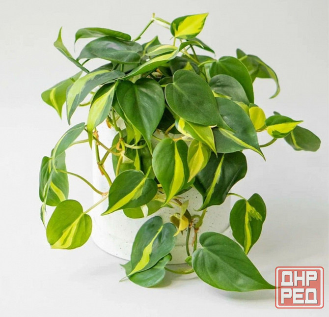 комнатные растения Макеевка - изображение 1