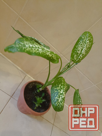 комнатные растения Макеевка - изображение 3