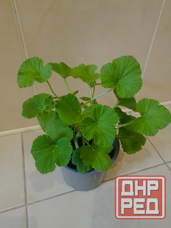 комнатные растения Макеевка - изображение 7