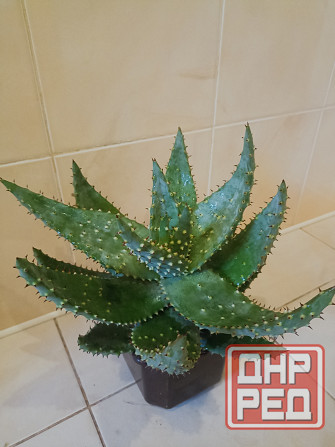 комнатные растения Макеевка - изображение 5