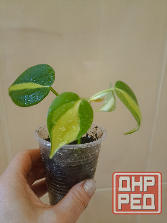 комнатные растения Макеевка - изображение 2