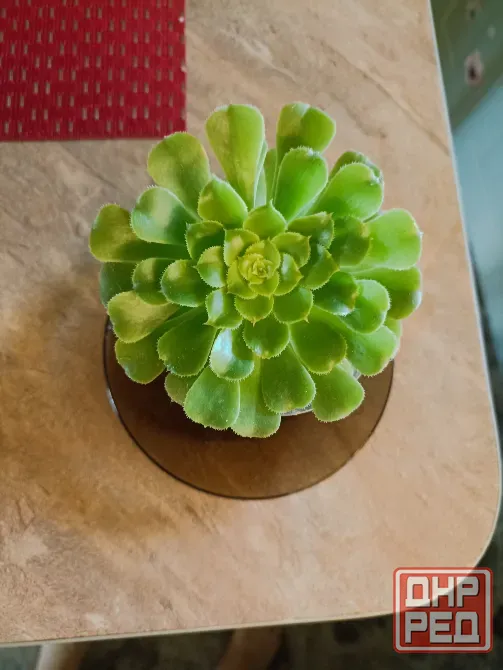 комнатные растения Макеевка - изображение 1