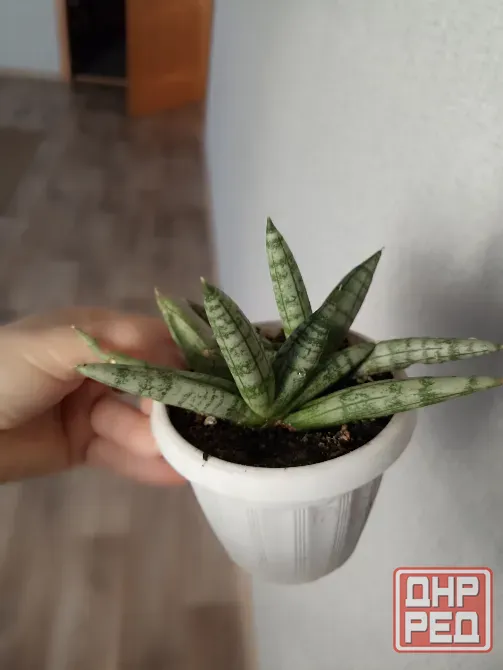 комнатные растения Макеевка - изображение 6