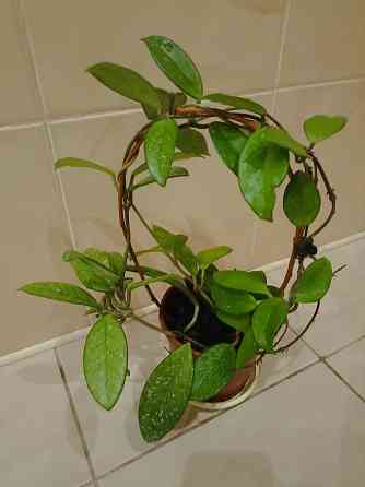 цветы комнатные Макеевка