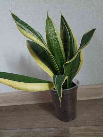 цветы комнатные Макеевка