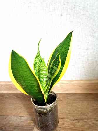 цветы комнатные Макеевка