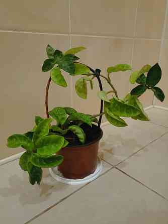 цветы комнатные Макеевка