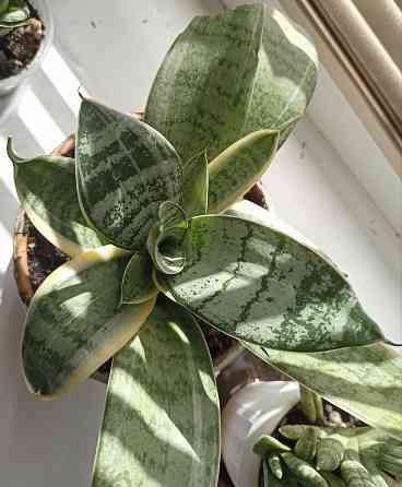 цветы комнатные Макеевка