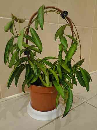 цветы комнатные Макеевка