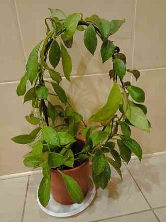 цветы комнатные Макеевка