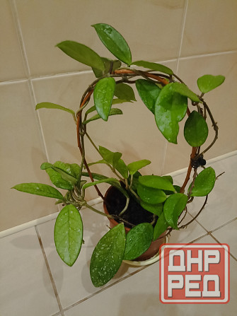 цветы комнатные Макеевка - изображение 1