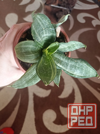 цветы комнатные Макеевка - изображение 8